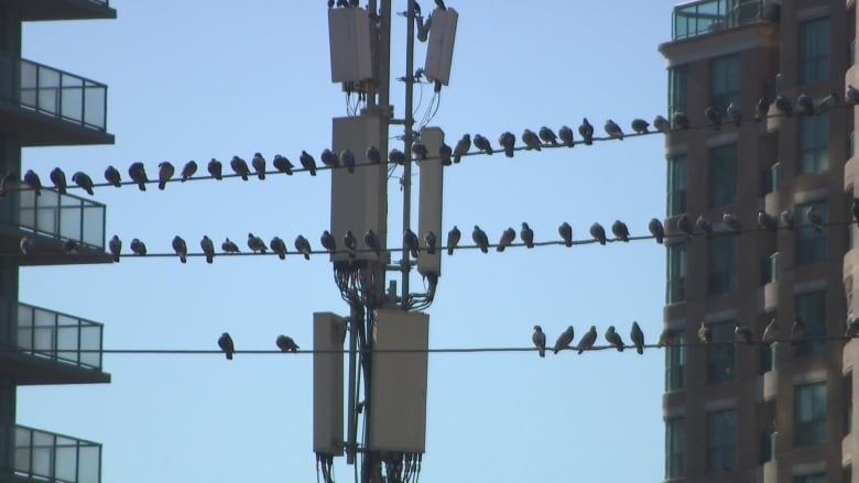 Birds are seen on pole lines. 