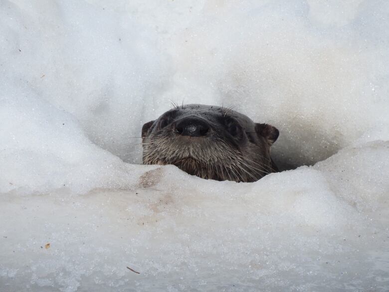 A brown otter pokes his head out of a pile of snow.