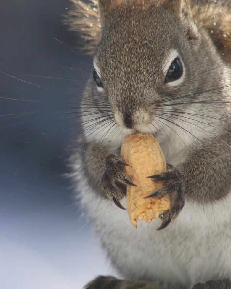 A brown squirrel munches on a peanut.