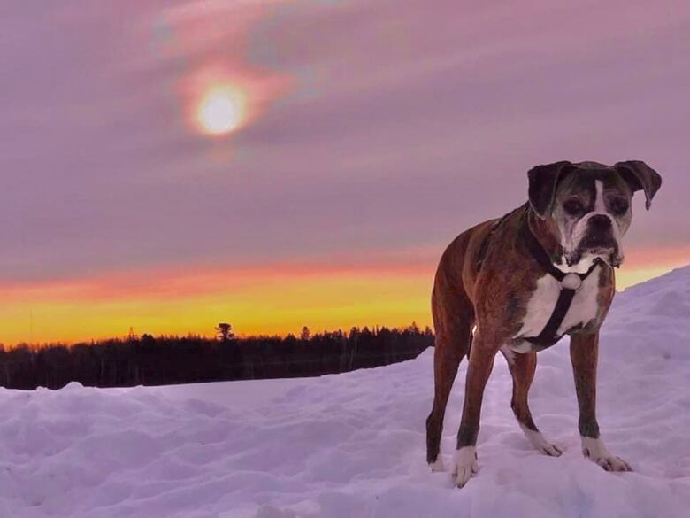 An adorable brown dog with floppy ears stands on a snowbank as the sun sets in the background.