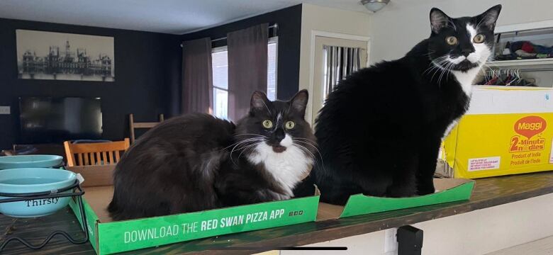 Two black and white cats in boxes on a counter.