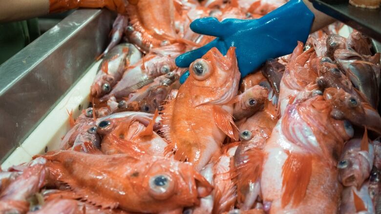 A group of redfish are seen in a bin. A hand, covered with a blue glove, can be seen reaching into it. 