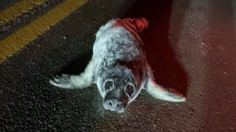 Baby seal on the road.