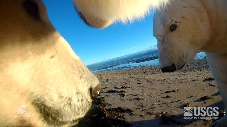 Multiple polar bears on a beach.