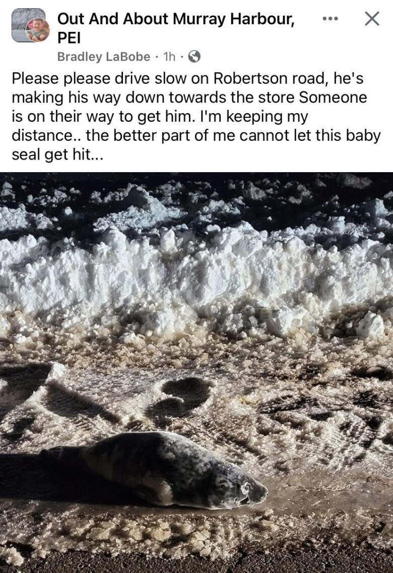 A seal is shown on a road in a Facebook post.