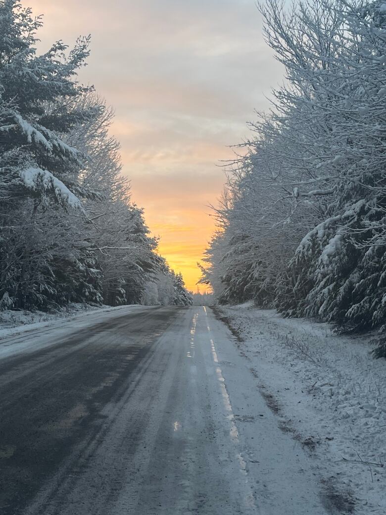 A road bordered by snow-laden trees stretches out into a yellow sky.