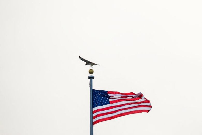 A hawk is seen flying past an American flag on display near the White House.