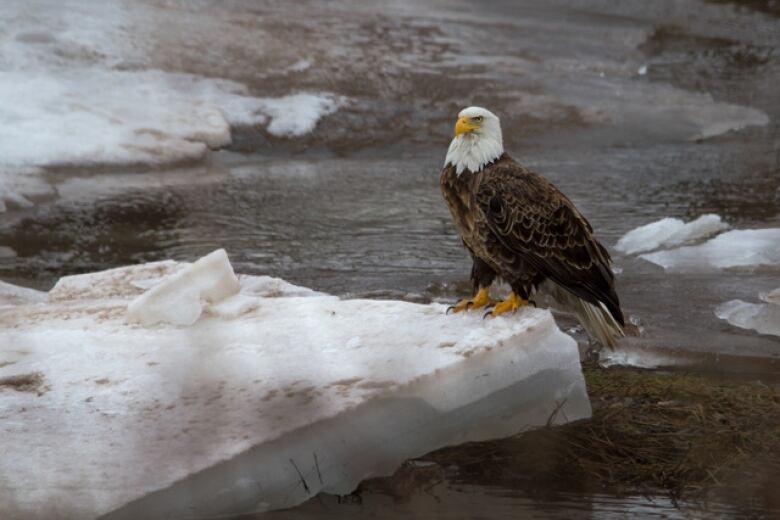 A bald eagle perches on a block of ice floating in a river.