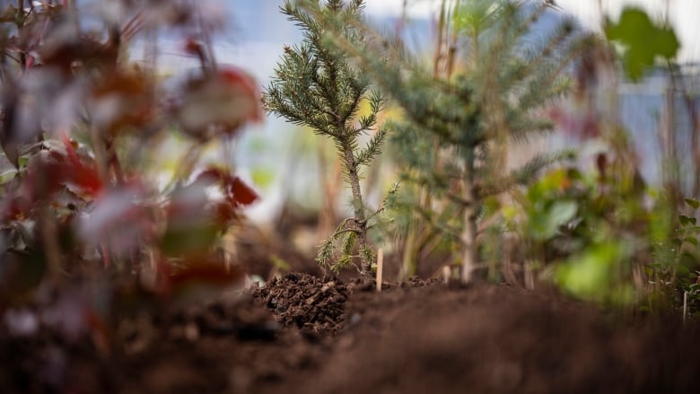 small trees close up