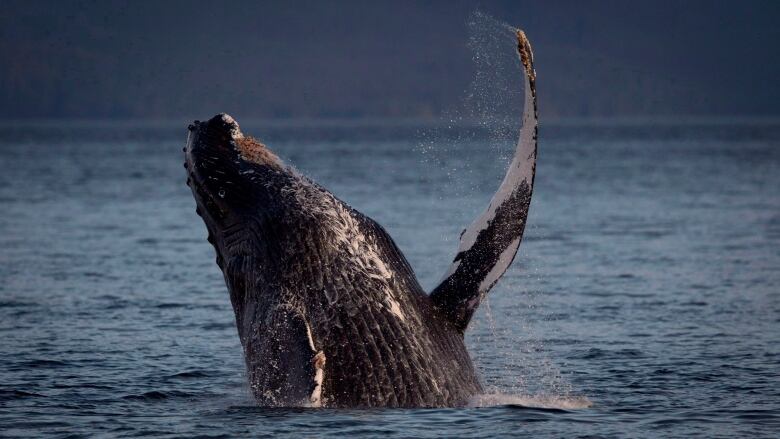 A humpback whale breaks through the water outside of Hartley Bay along the Great Bear Rainforest, B.C., Tuesday, Sept, 17, 2013. 