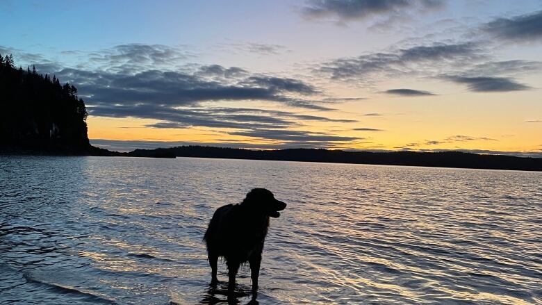 A large dog stands in the water at twilight.