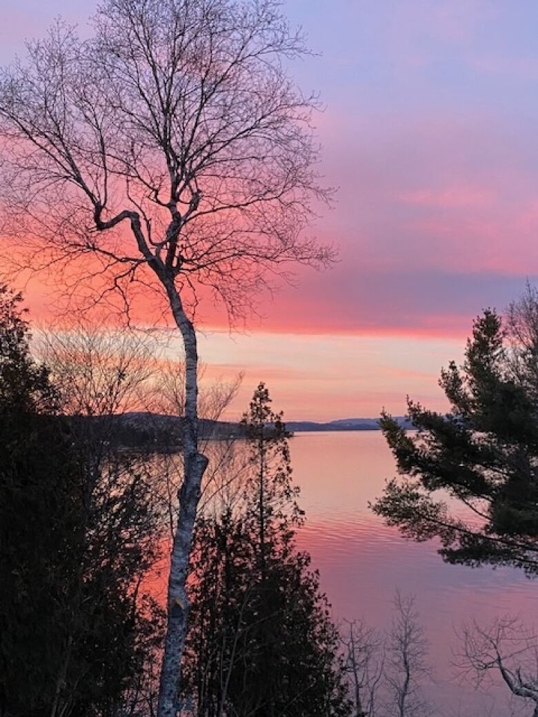 A large expanse of water is pink and purple from the setting sun. A birch tree and some pine trees hang over the water, and there are hills on the horizon.