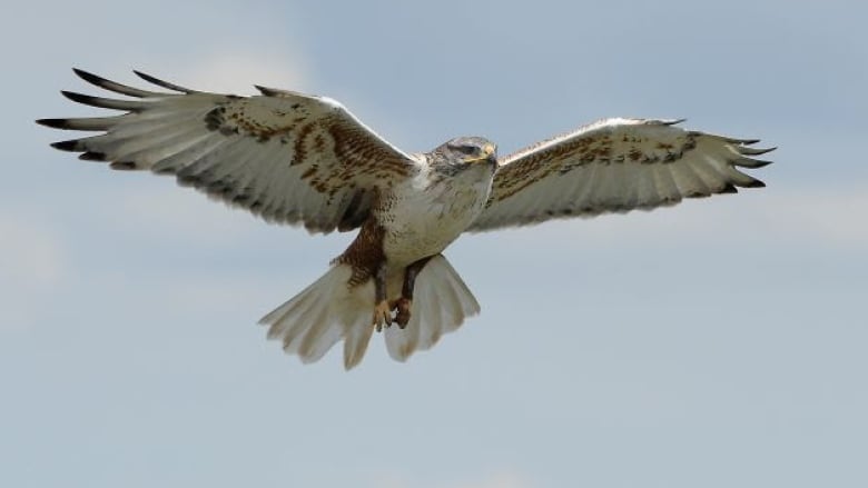 Alberta's ferruginous hawk species has been endangered since 2006.  