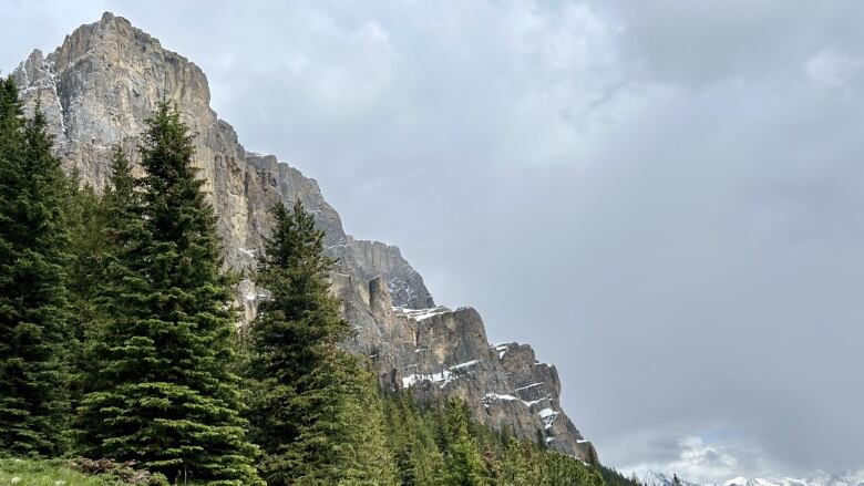 A rocky mountain peak towers over an evergreen forest line, with a grassy area in the foreground. Another group of snow-capped mountains can be seen in the distance under an overcast sky.