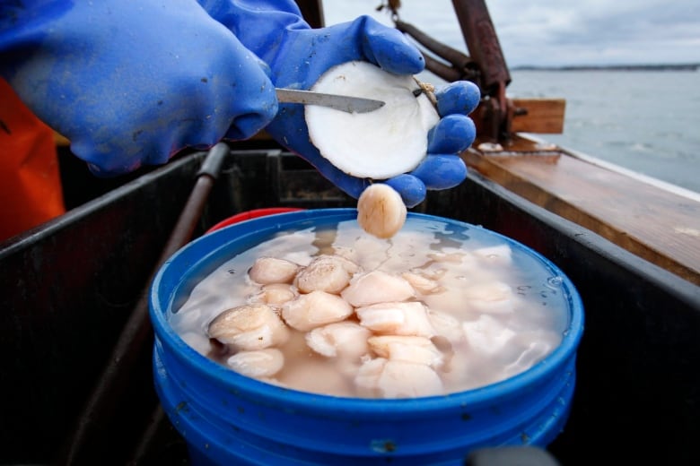 scallop shucking into a blue barrel