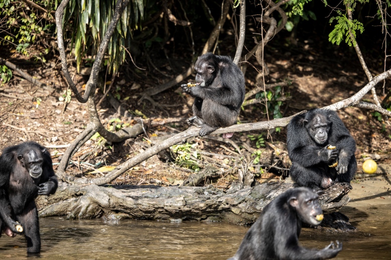 Chimpanzees eat pineapple, fed to them by the animal care specialists on one of the islands outside Marshall City, Liberia on November 18, 2021. 