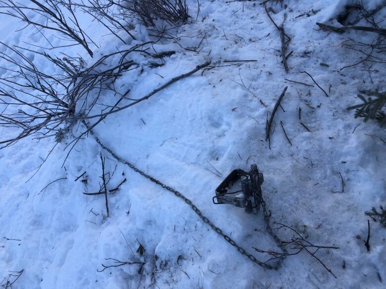 A leg-hold trap sits in the snow