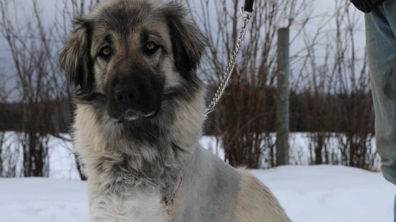 A dog with only three legs sits in the snow