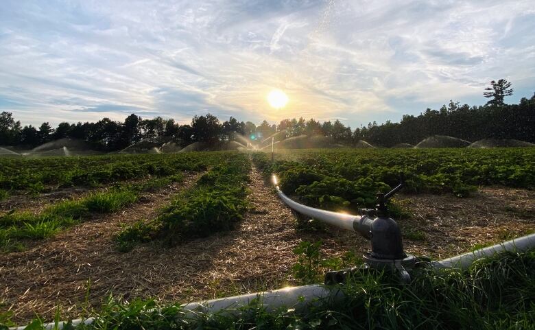 Sprinklers spray water on strawberry fields.