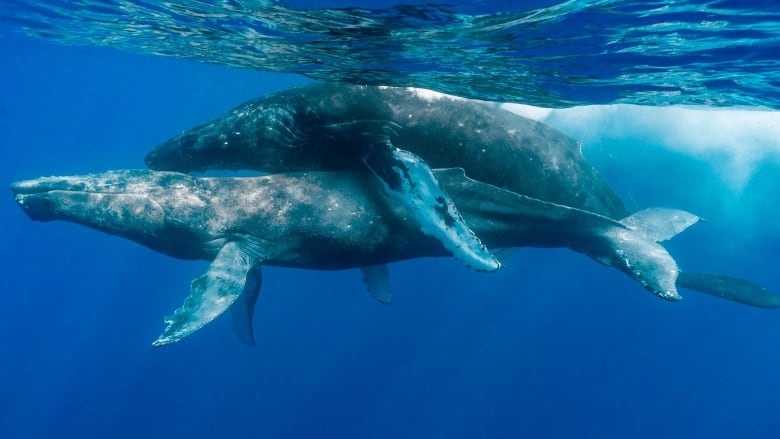 A light coloured humpback whale is mounted by a larger, darker coloured humpback just beneath the surface of the sunlit, bright blue ocean waters.