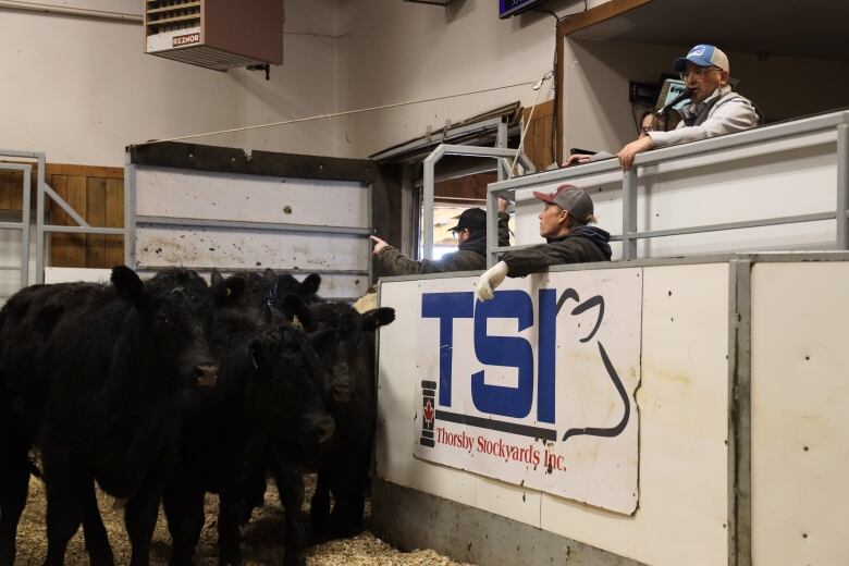 A man in the stands holds a microphone as cows are herded into a pen.