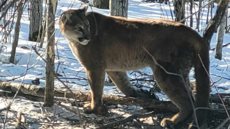 A cougar in a wooded area.