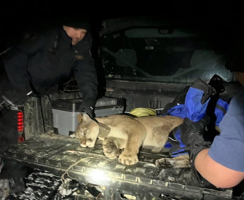 A cougar being held down by two people in the back of a pick-up truck.