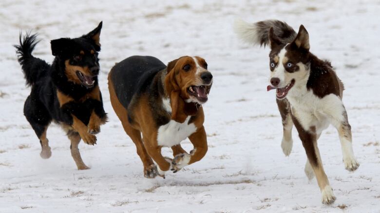 Three dogs are pictured running in snow.