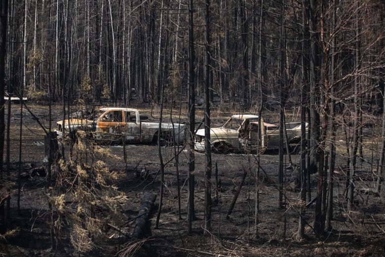 Two burnt-out white trucks from a wildfire sit on a property in a forest area.