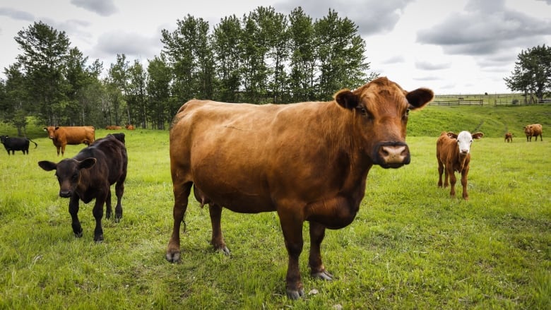 Cows are pictured in a green field.