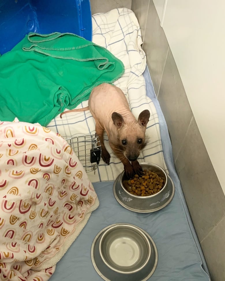 A hairless raccoon inside of a kennel, eating dog food out of a dish.