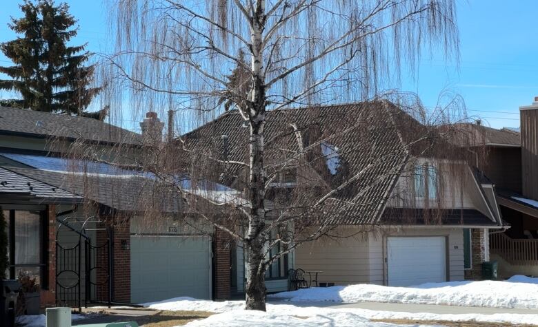 A mature tree pictured outside a suburban home in Calgary.