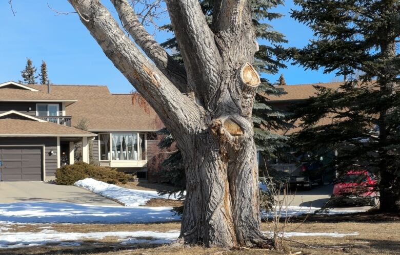 A tree stands near some houses against a blue sky.