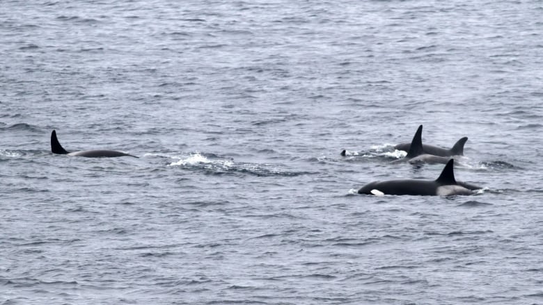 A group of killer whales swim in open waters.