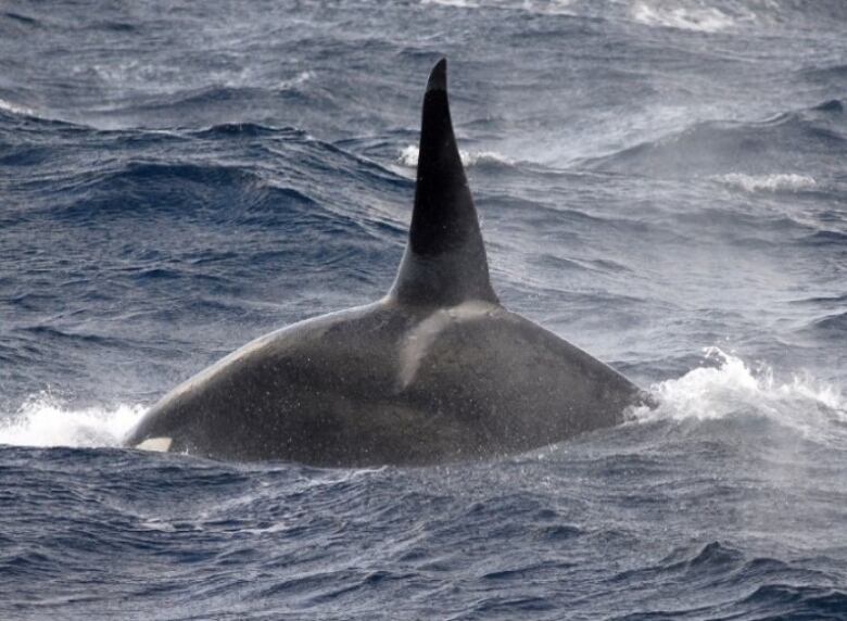 Pointed fin of a new subpopulation of killer whale seen popping up from the ocean.