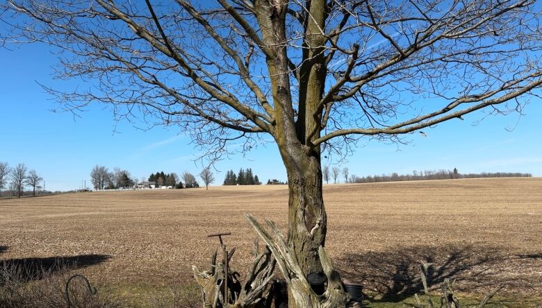 A farm field where Merlin Trussler's family used to farm. 