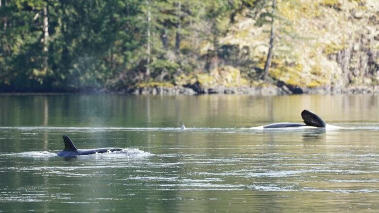 A killer whale and its calf are shown in a lagoon near Zeballos, B.C.