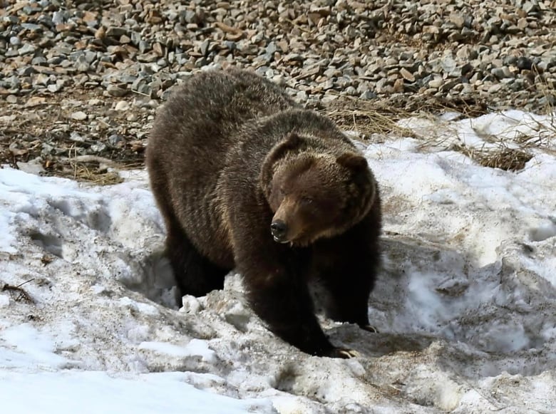 A big bear walking on snow