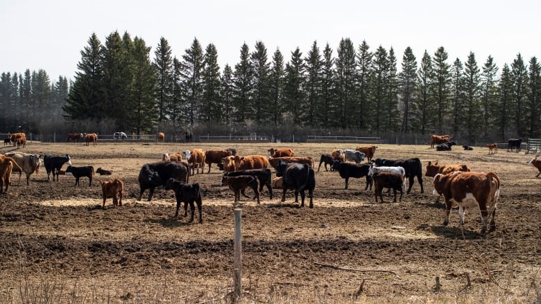 Cattle gather in a field.