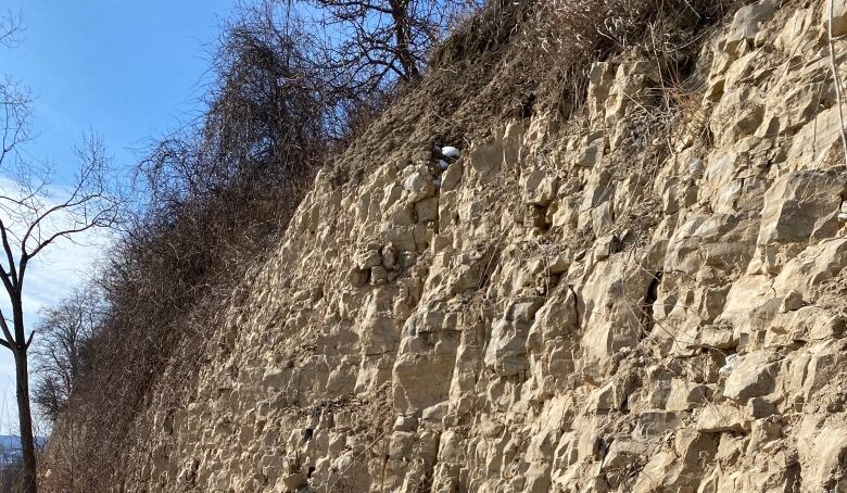 A rock wall with grass growing above