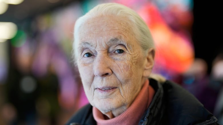 English primatologist and anthropologist Jane Goodall poses for a photograph.