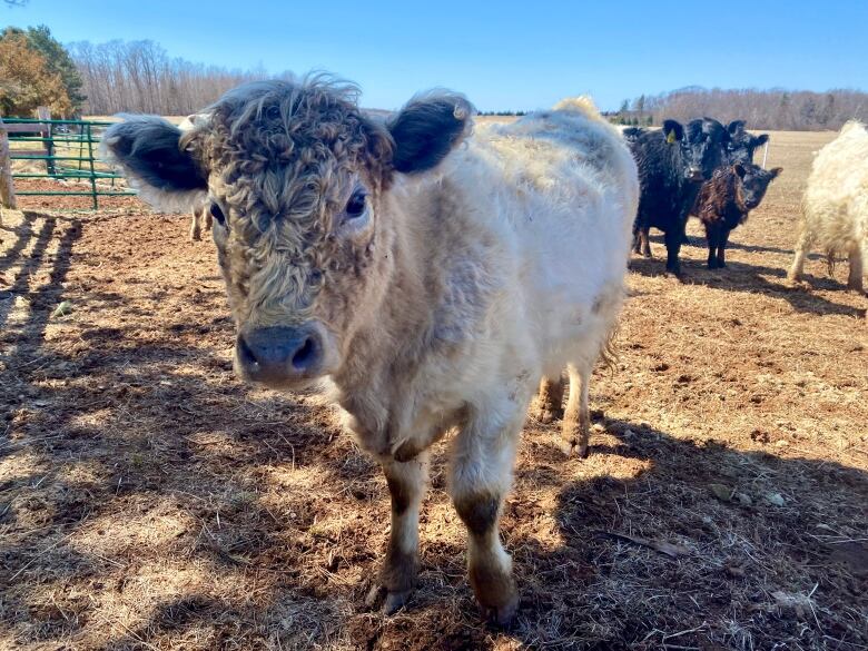 An off-white, fuzzy cow stands in a field with more cows behind her. 