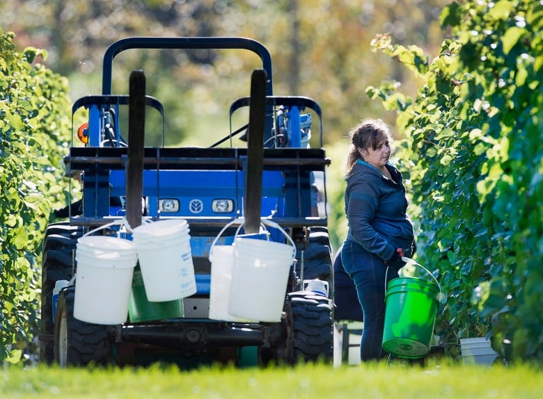 A worker, standing between a blue tractor and bushes of grape vines, holds a bucket.