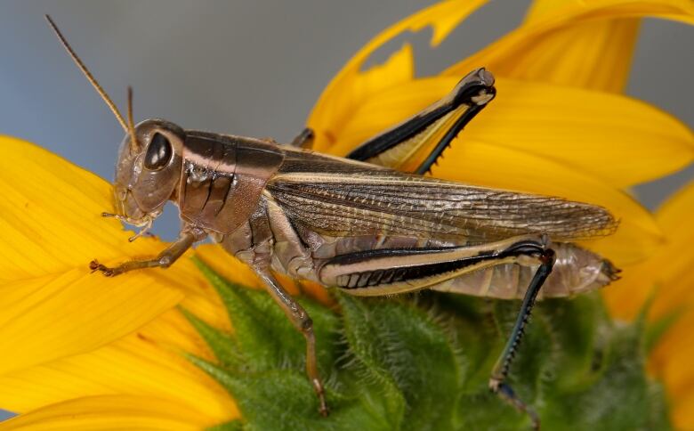 A close-up view of a brown grasshopper with a black stripe on its leg sitting on top of a yellow flower.