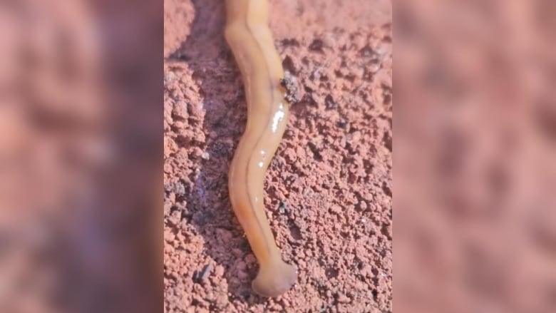 A still from a video Fugard says she took of the hammerhead worm she found in her garden.