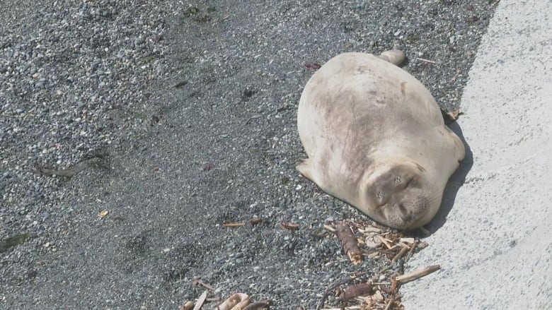 A seal lays on a beach.