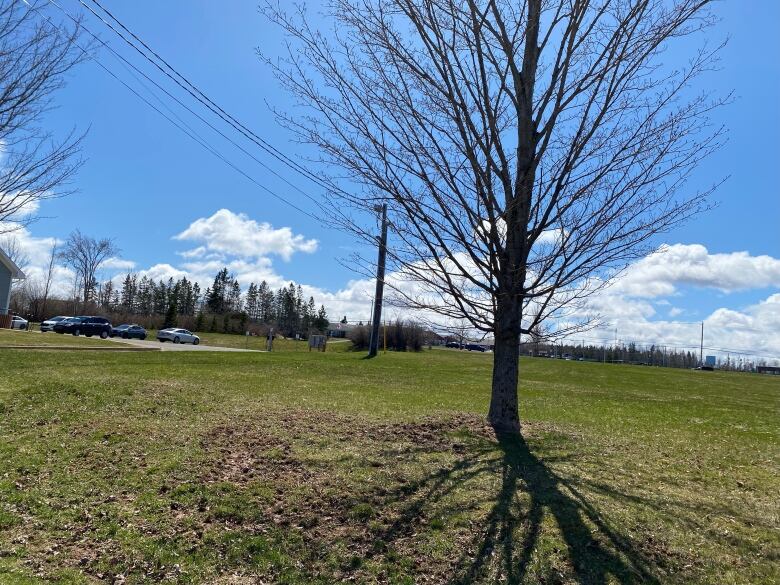 A large tree with no leaves stands in the middle of a green grass field under a blue skies.