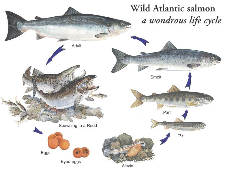 Illustrated lifecycle of salmon