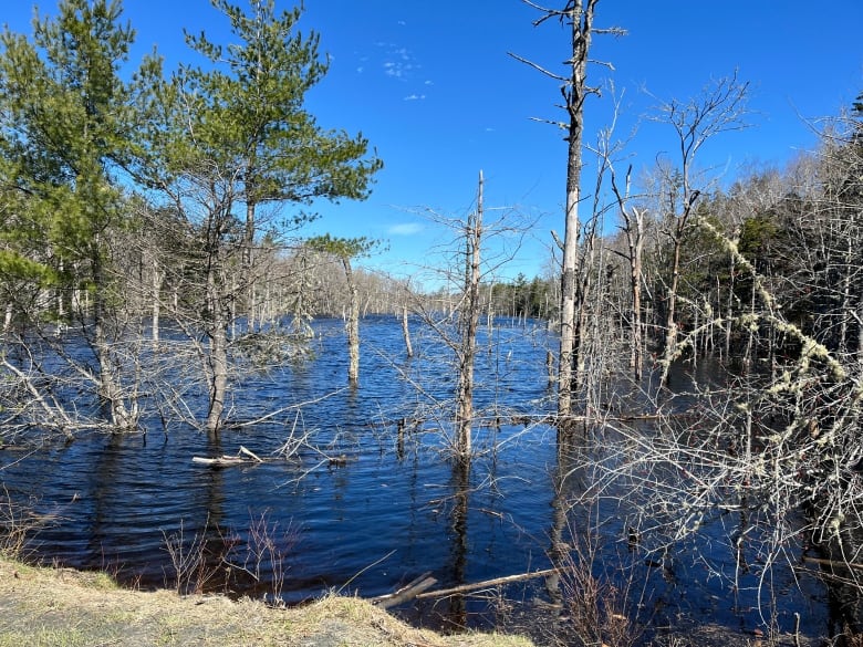 A flooded area has created a drowned forest.