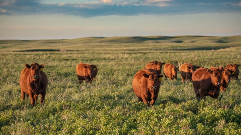 about 10 brown cows stand in a rolling grassy field with blue sky in the distance